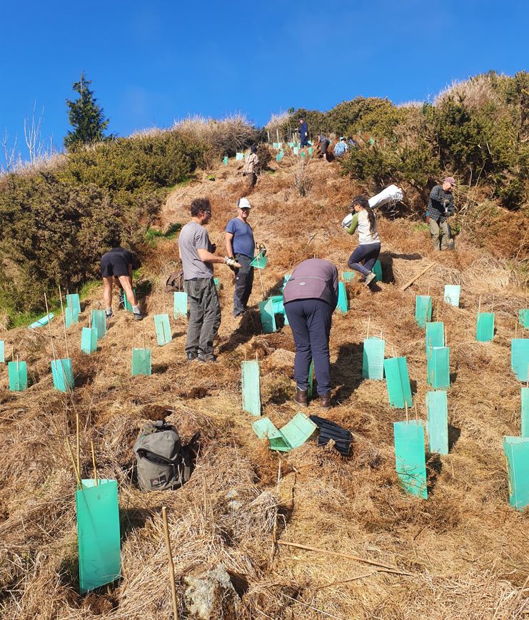 People planting trees on a steep hillside