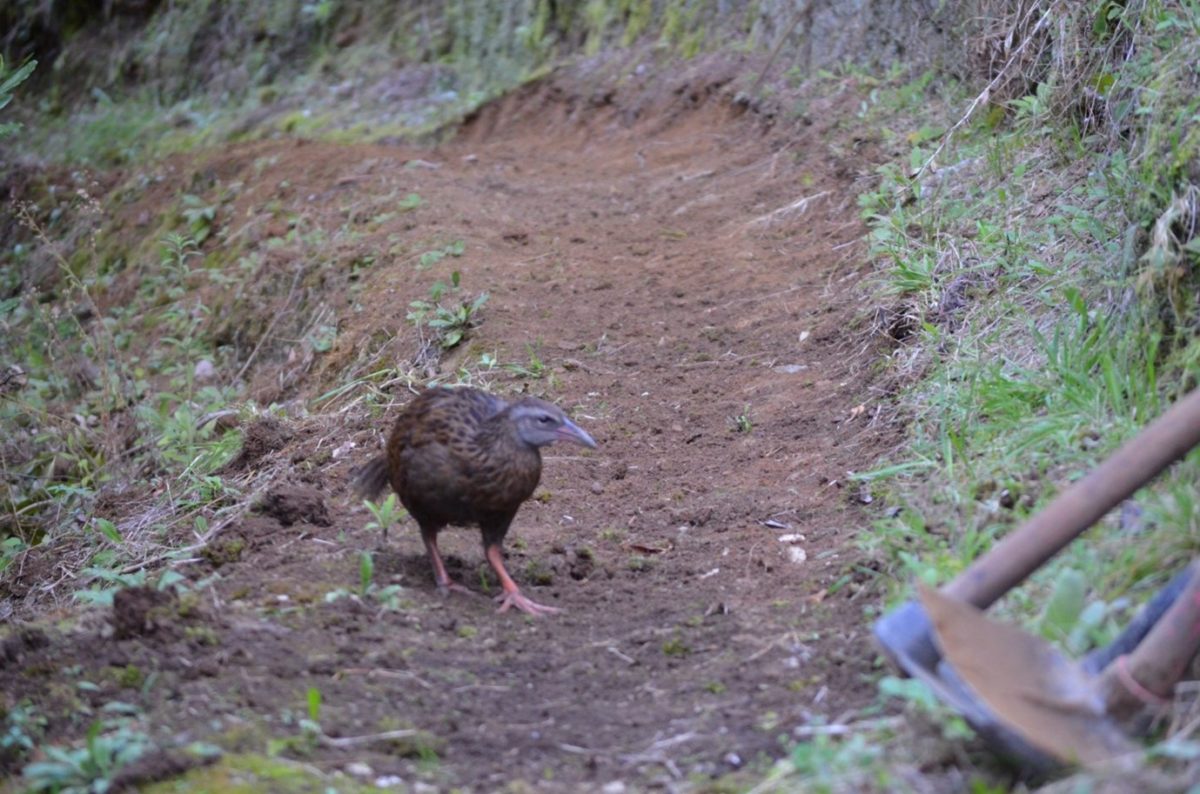 The weka certainly seemed to approve of our track work. 
