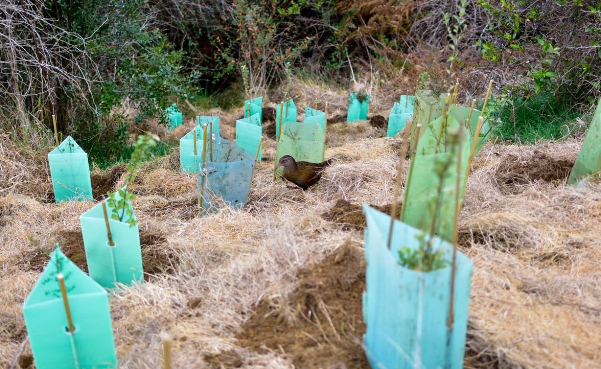 Our last big tree planting effort – Rameka